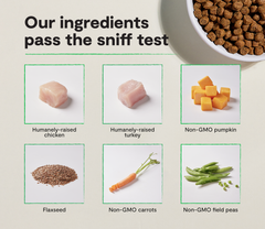Senior Grain-Free Dog Kibble