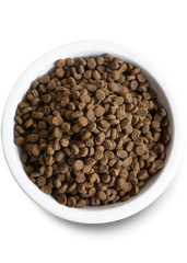 New Kitten Pack