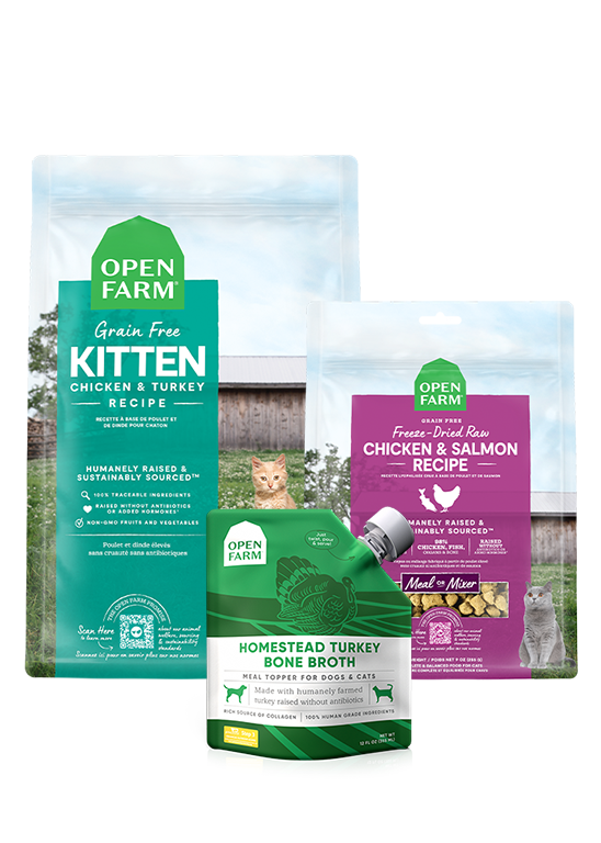 New Kitten Pack