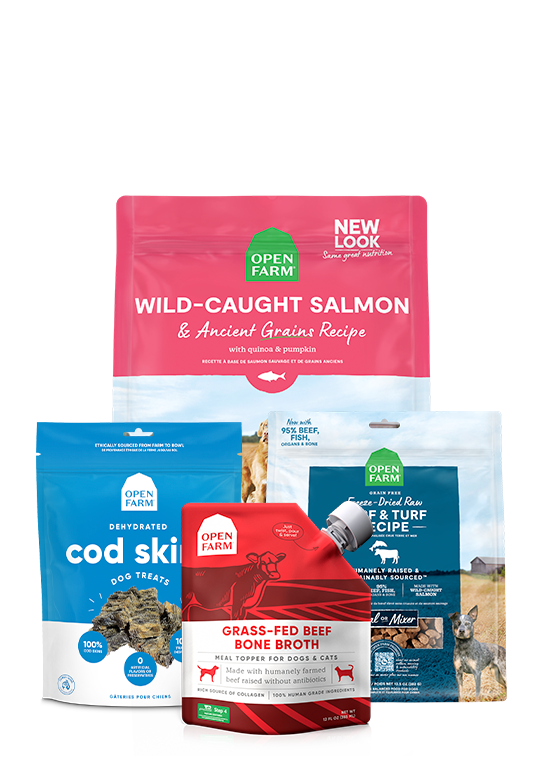 Best Sellers Dog Bundle